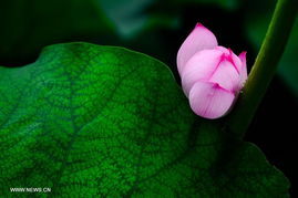 om symbol in lotus flower,Discovering the Om Symbol in the Lotus Flower: A Detailed Exploration