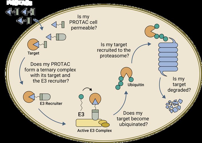 om protein,Understanding the Om Protein: A Comprehensive Overview