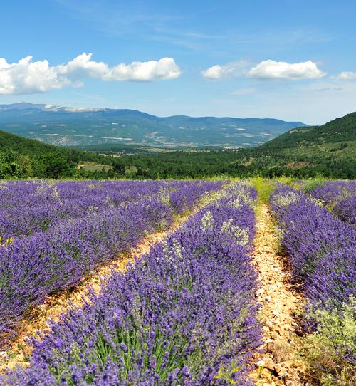 om la provence,Om La Provence: A Multidimensional Journey Through the French Riviera