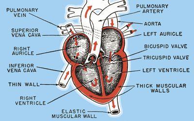 om heart artery,Understanding the Om Heart Artery: A Comprehensive Guide