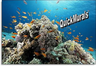 an organism om coral reef,An Organism on Coral Reef: A Detailed Exploration