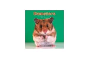 hamster om,Understanding the Hamster: A Comprehensive Guide