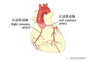 om coronary artery,Understanding the Om Coronary Artery: A Comprehensive Guide