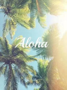 aloha tubes om,Aloha Tubes Om: A Comprehensive Guide