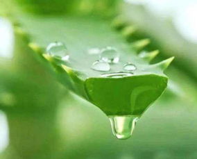 aloe om,Understanding Aloe Vera: A Comprehensive Guide