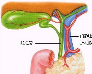 anatomy co om bile duct,Anatomy of the Bile Duct: A Comprehensive Guide