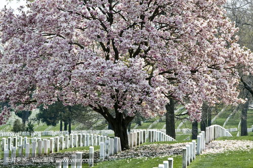 arlington national cemetary section 16 inscription om monument,Arlington National Cemetery Section 16 Inscription on Monument